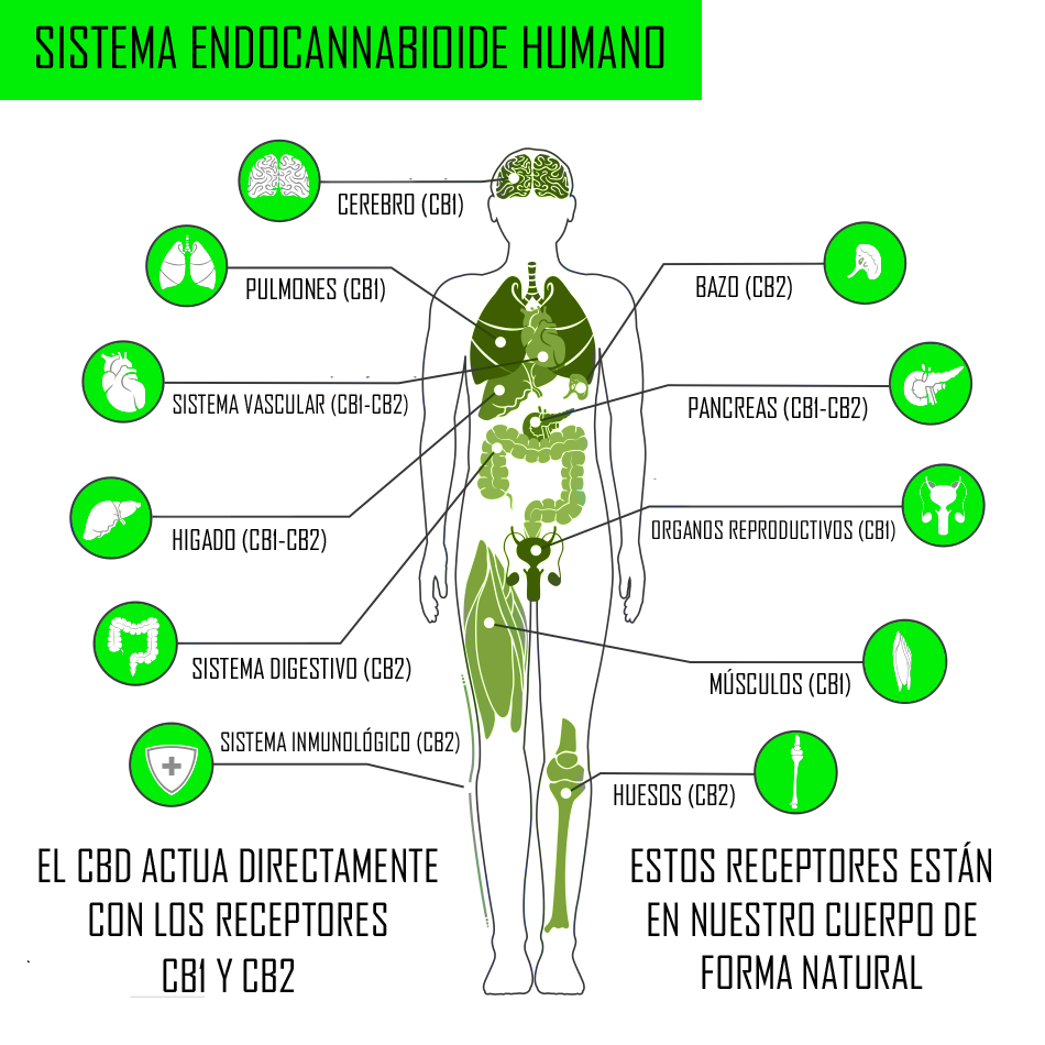 El Sistema Edocannabinoide